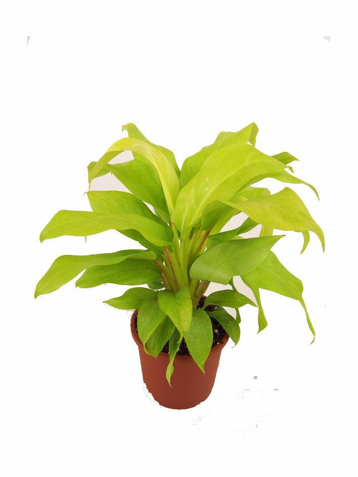 Nurturing Green Indoor Plant Philodendron Plastic Pot
