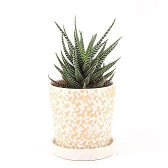 Succulent in White rain drop Plant In Ceramic pot