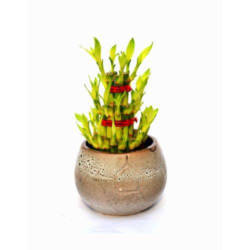 Lucky Bamboo 3 layer Plant Fancy ceramic Pot
