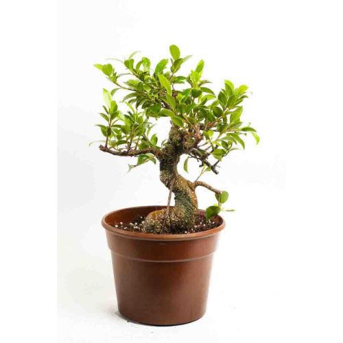 S Shape Dark Brown 3 year old Plant