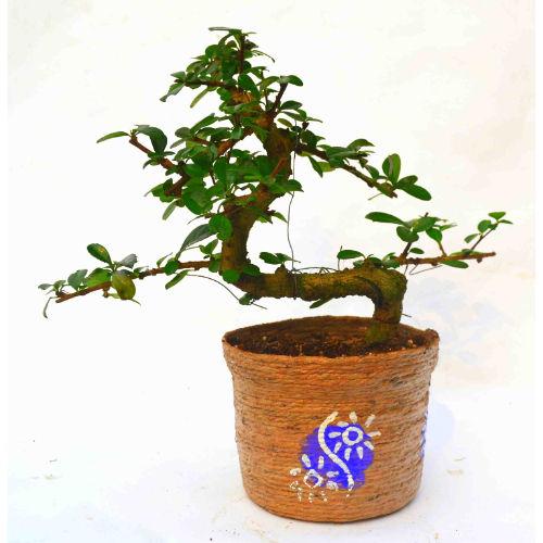 S Shape Carmona Plant