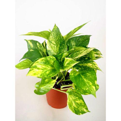 Money Plant Hybrid Plastic Pot Plant