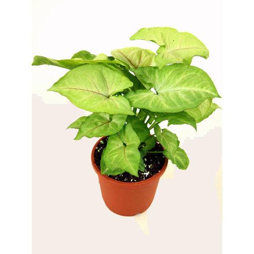 Hybrid Syngonium Plastic Pot Plant