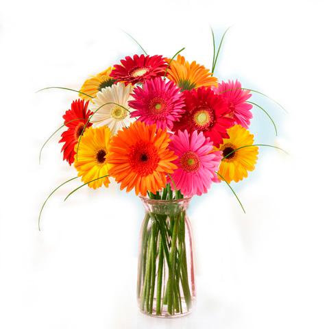 12 Gerberas Flower in Vase