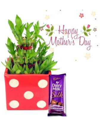 Nurturing Green Lucky Bamboo 3 layer Plant