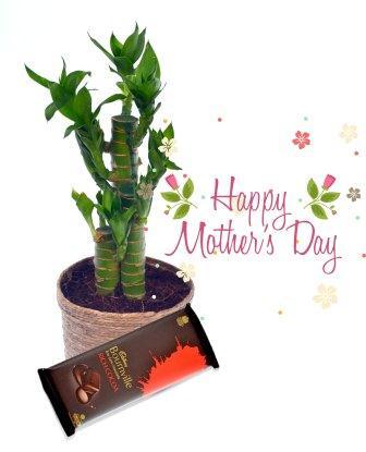 Nurturing Green Cutleaf Bamboo Combo Plant