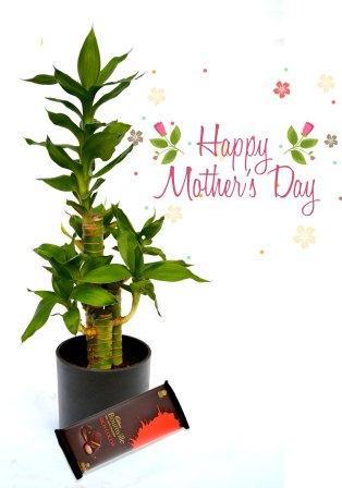 Nurturing Green Cutleaf Bamboo Combo