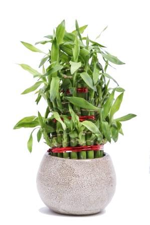 Nurturing Green Lucky Bamboo 3 layer  Big indoor Plant