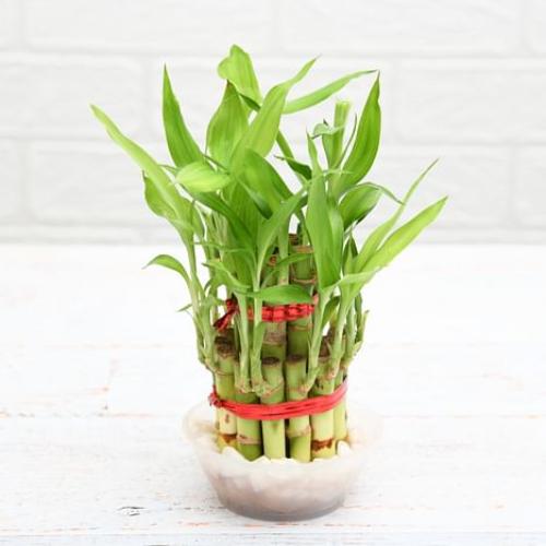 2 Layer Lucky Bamboo Plant