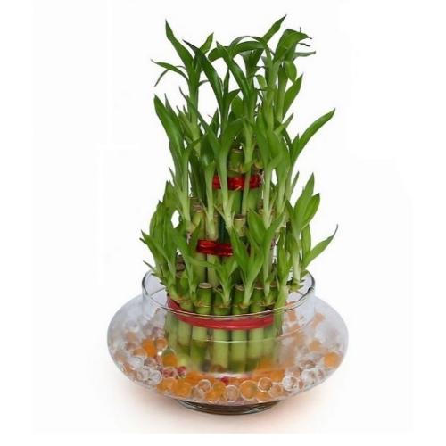 3 Layer Lucky Bamboo Plant