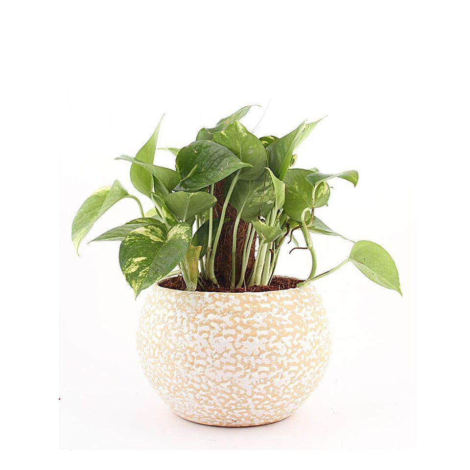 Ivory Round Moss-stick Money Plant