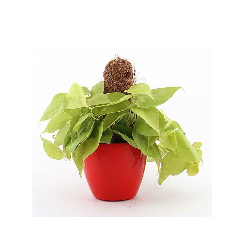 Crimson Lite Moss-stick Philo Oxycardium Golden Plant