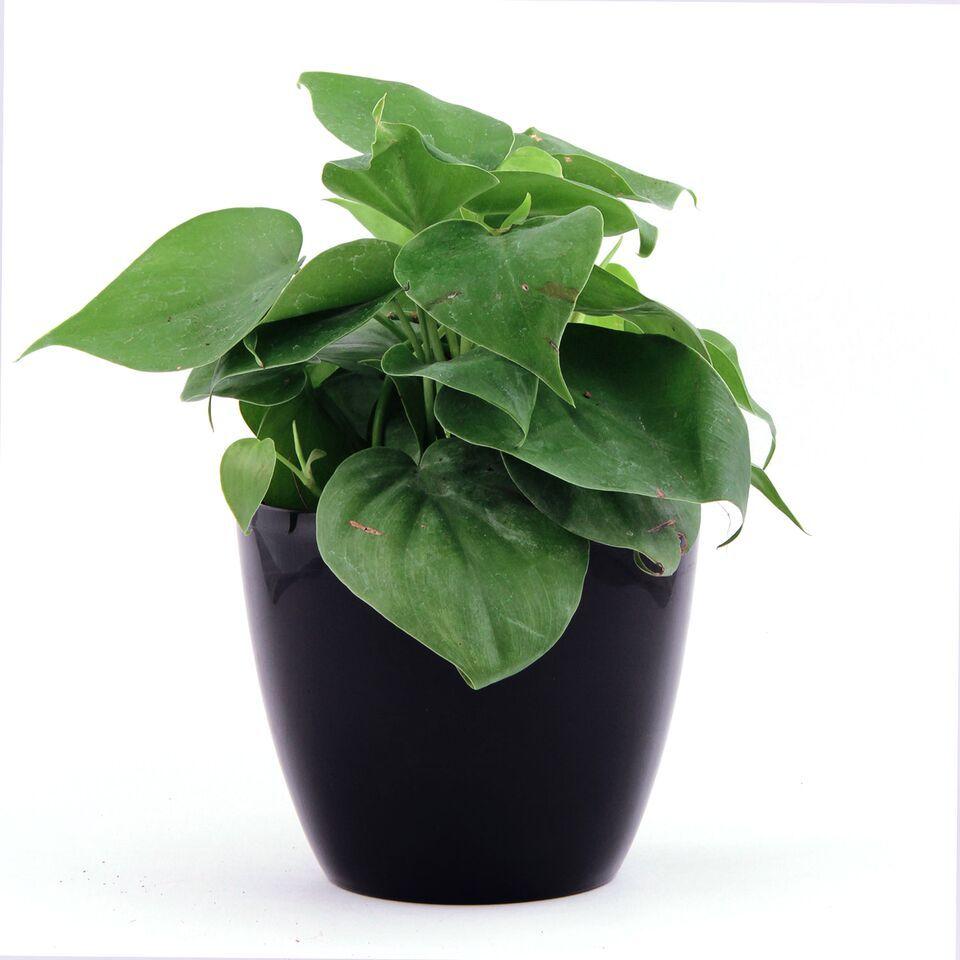 Ebony Lite Oxycardium Plant