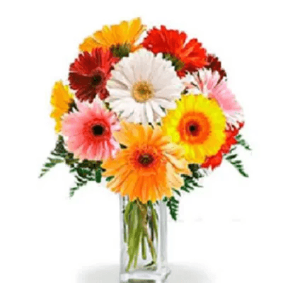 Gerbera Flowers