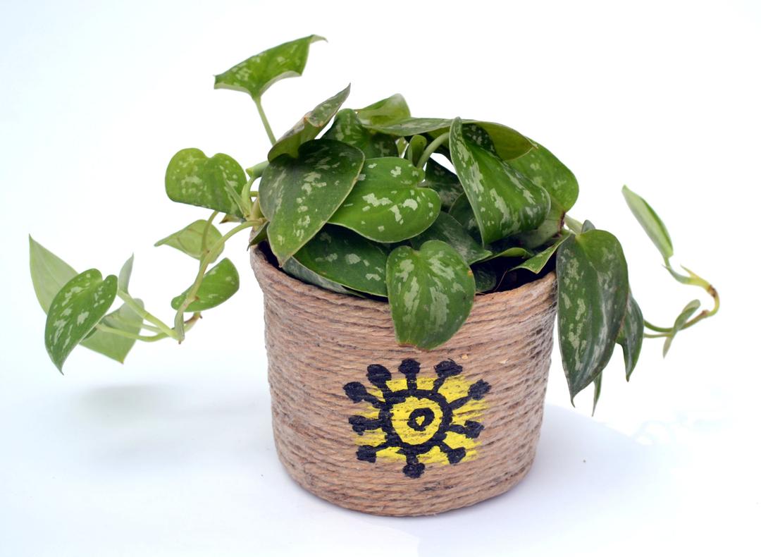 Scindapsus-Silver Plant