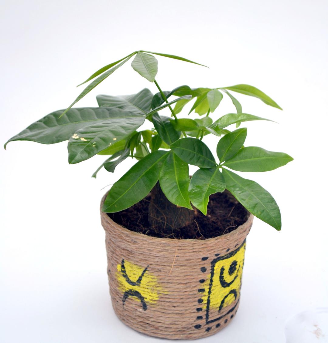 Money Tree Single Small Plant