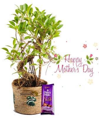 S Shape Ficus Bonsai Combo Plant