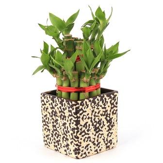 Lucky Bamboo 2 Layer in Black Raindrop Ceramic Pot Plant