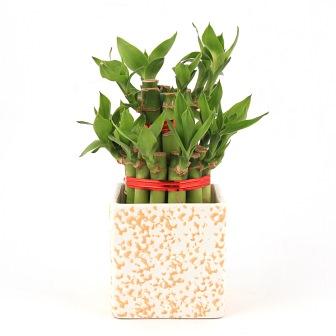 Lucky Bamboo 2 Layer Big in Cream rain drop Ceramic Pot Plant
