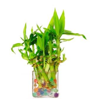 Extra Small Tumbler Bamboo Plant