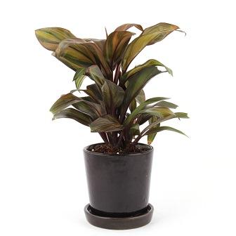 Cordyline Indoor Plant in Black Ceramic Pot