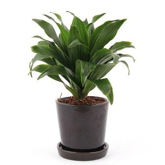 Dracaena in Black ceramic Pot Plant