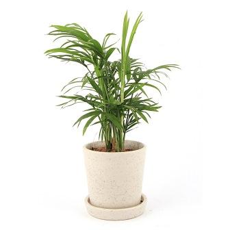 Palm Indoor Plant in Marble finish ceramic Pot