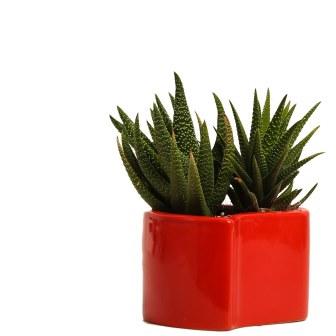 Succulent in Ceramic Pot Plant