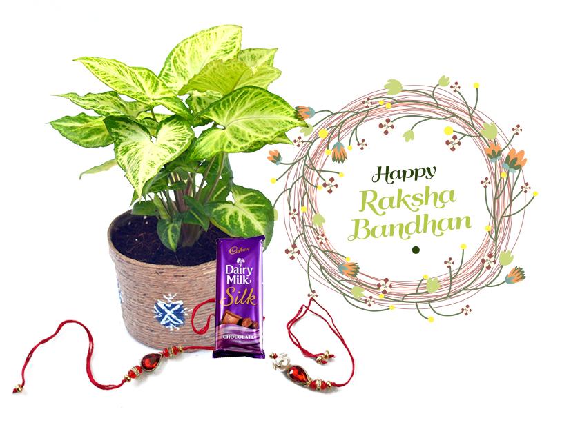Raksha Bandhan Gift Indoor Plant Syngonium L&L Combo with Rakhi