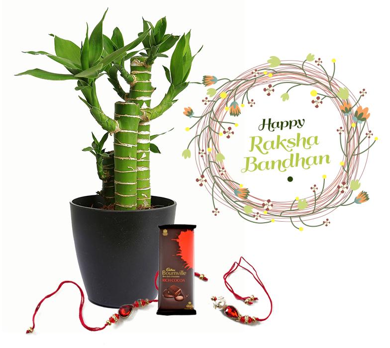 Raksha Bandhan Gift Lucky Bamboo Cutleaf Combo with Rakhi
