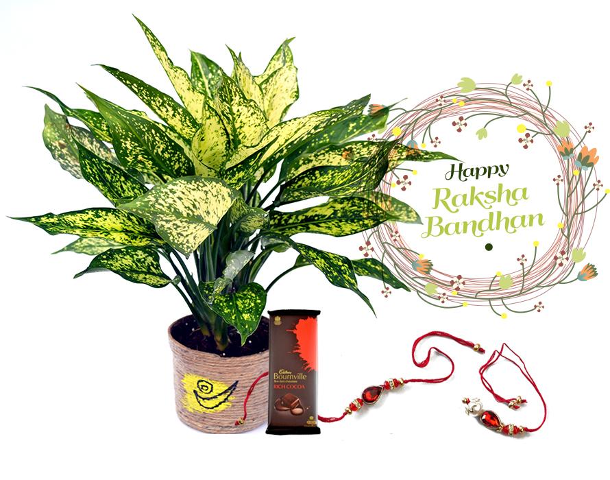Raksha Bandhan Gift Green Aglonema Plant Combo with Rakhi
