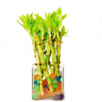 Tumbler Bamboo Plant