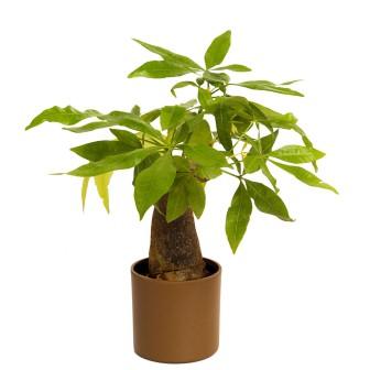 Indoor Plant Money Tree Single