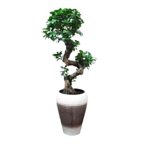 Bonsai 15 Yr. Old Plant