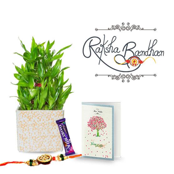 Creamy Rainy Lucky Bamboo Plant