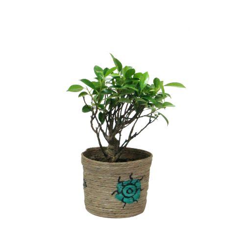 I Shape Ficus  Plant