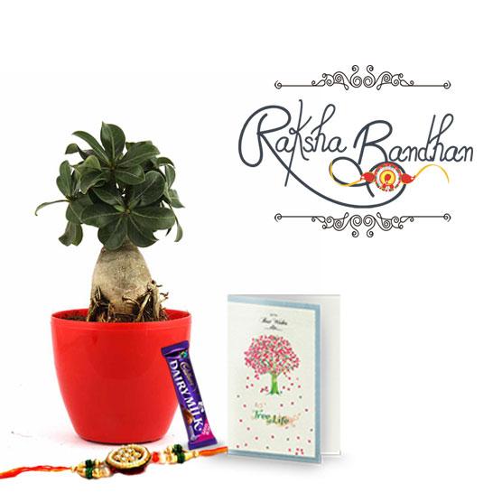 Flame Lite Adenium Bonsai Plant