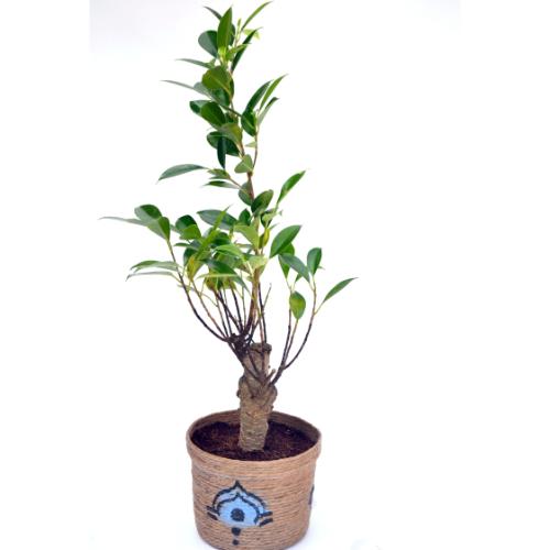 I Shape Medium Plant