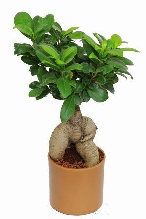 Nurturing Green Ficus 2 year Old Brown Pot Plant