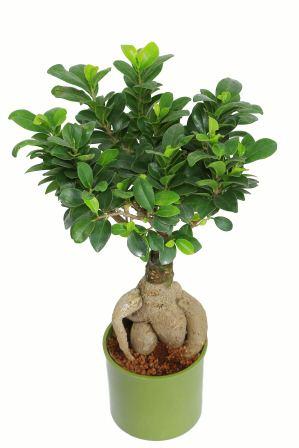 Nurturing Green Ficus 2 year Old Green Pot Plant