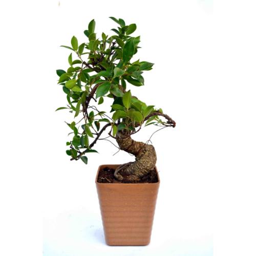 S Shape Brown 3 year old Plant