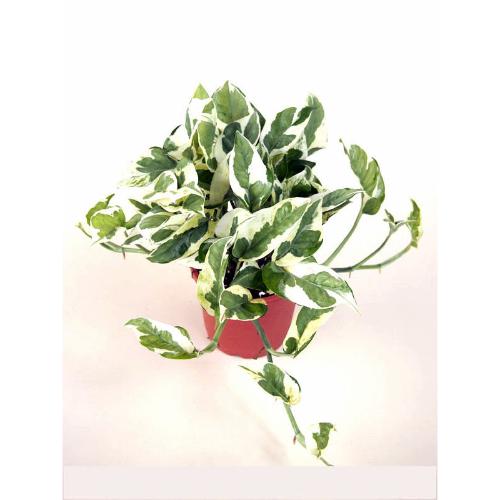 Nurturing Green White Pothos Plastic Pot Plant
