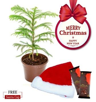 Nurturing Green Araucaria Plant Christmas Combo with Free Santa Cap
