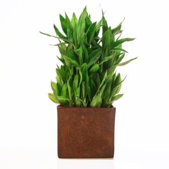 Lucky Bamboo 3 layer Marble Finish ceramic Pot Plant