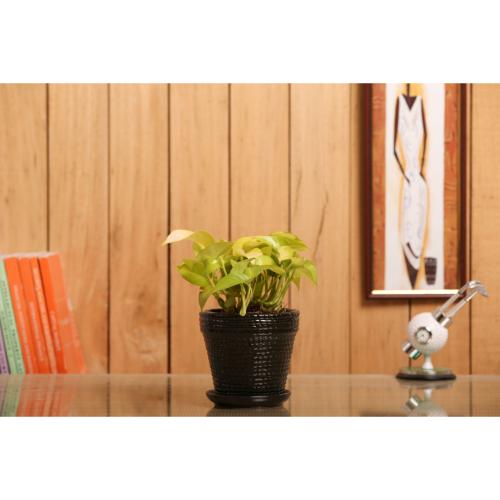 Indoor Plant Golden Pothos Blue Ceramic Pot