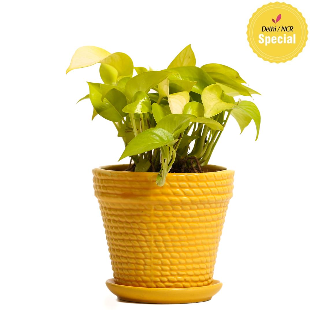 Indoor Plant Golden Pothos Ceramic Pot