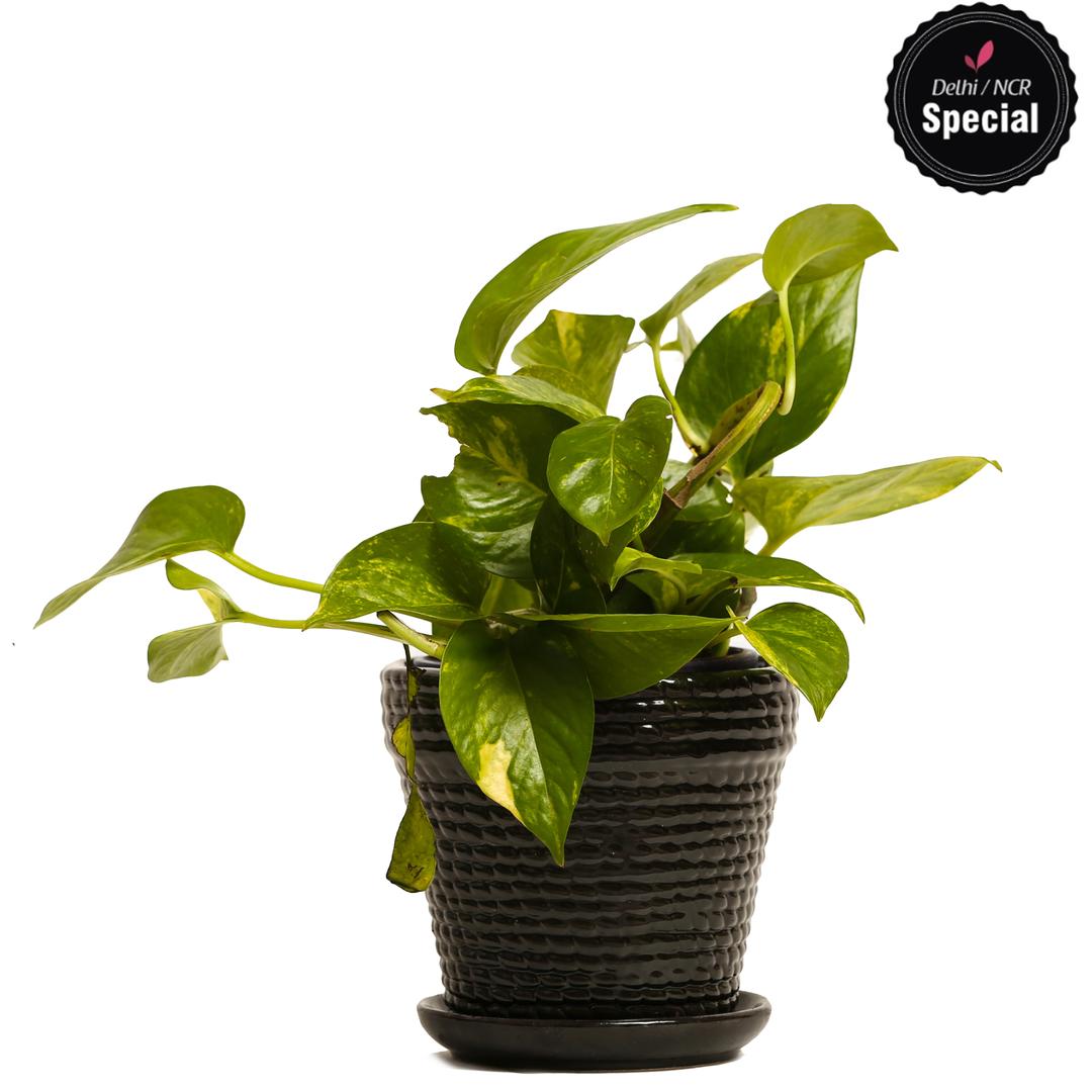 Indoor Hybrid Money Plant Black Ceramic Pot