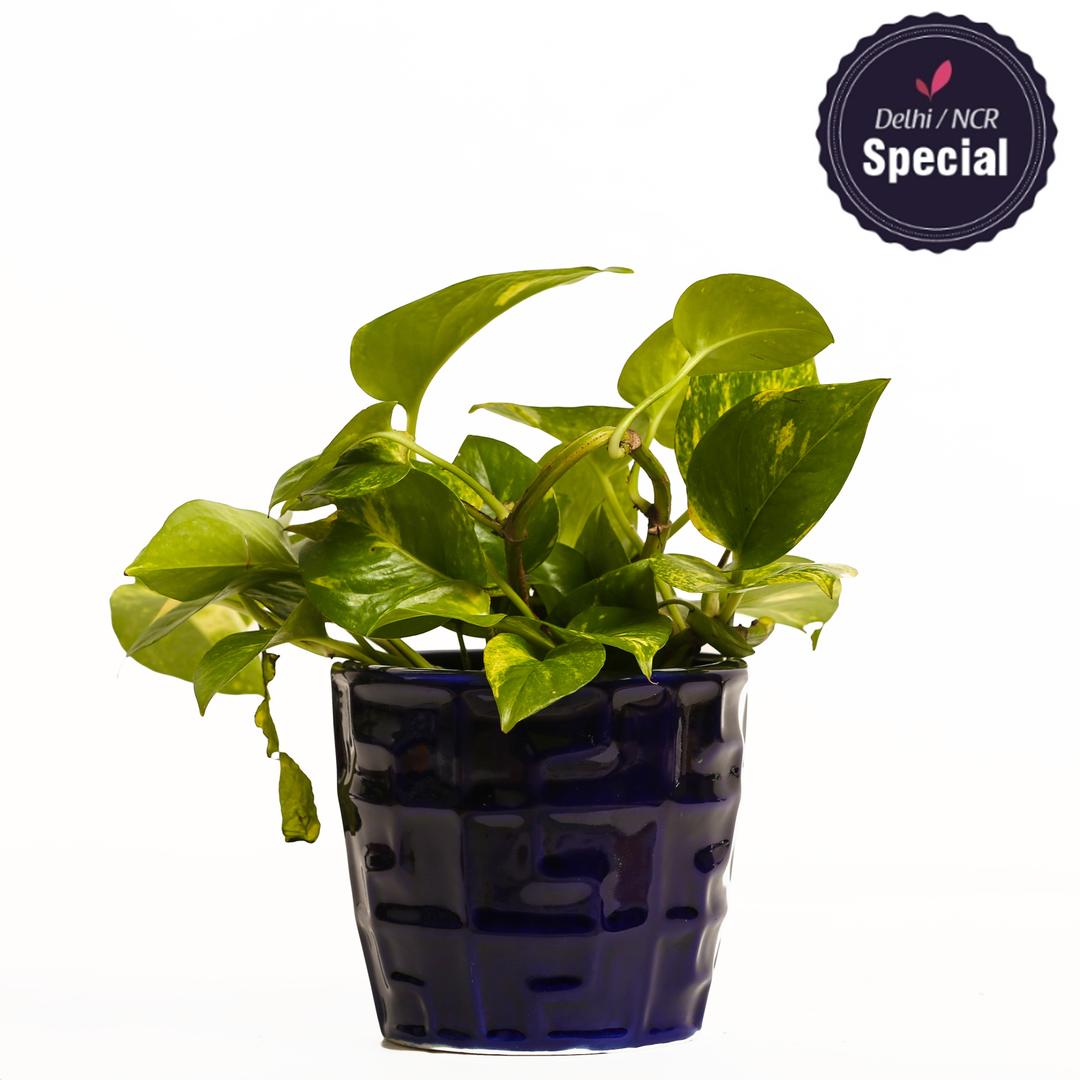 Indoor Hybrid Money Plant Blue Ceramic Pot