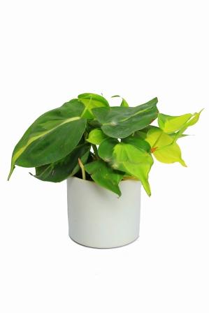 Nurturing Green Oxycardium Plant