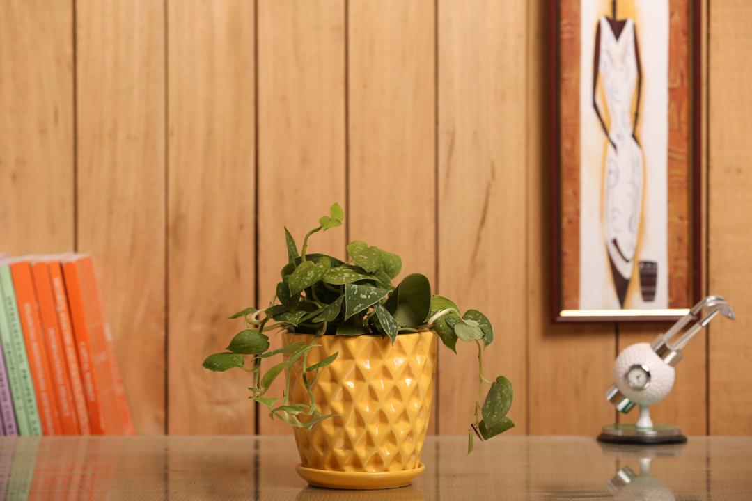 Indoor Plant Silver Scindapsus Yellow Ceramic Pot